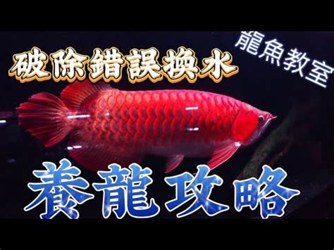 龍魚換水|教你龍魚從開缸到飼養的過程，保證這幾項就能出狀態。